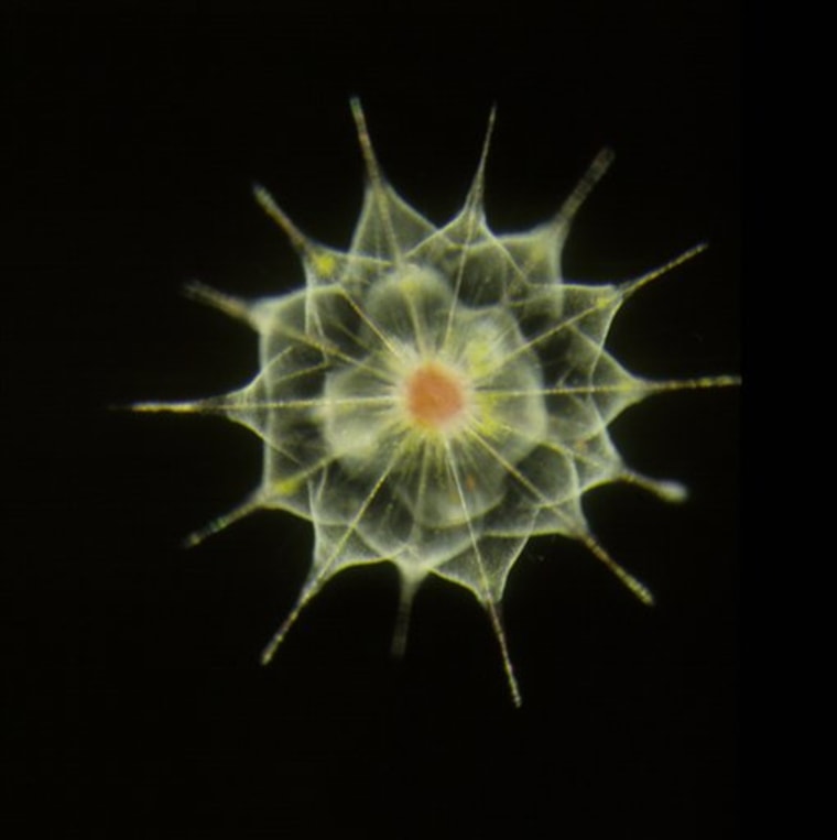 This undated handout image provided by the Census of Marine Life shows, the acantharians are one of the four types of large amoebae that occur in marine open waters. Their fragile skeletons are made of a single crystal of strontium sulfate that quickly dissolves in the ocean water after the cell dies. If the Census Bureau thinks it has it;s hands full counting Americans, imagine the problems of scientists trying to tally everything living in the oceans, including microbes so small they seem invisible. (AP Photo/Bob Andersen and D. J. Patterson, Census of Marine Life)